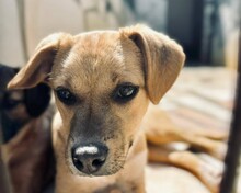 ZOPF, Hund, Mischlingshund in Portugal