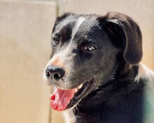 ZORRO, Hund, Mischlingshund in Portugal