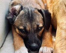 ZÖPFCHEN, Hund, Mischlingshund in Portugal