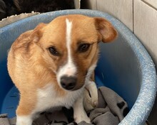 ELLA, Hund, Mischlingshund in Rumänien