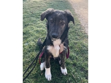 HONEYMOON, Hund, Mischlingshund in Erlangen