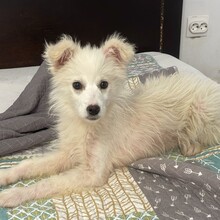 LUNA, Hund, Mischlingshund in Rumänien