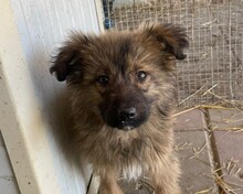 SIMBA, Hund, Mischlingshund in Rumänien