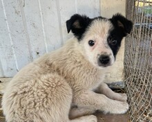 WUSCHEL, Hund, Mischlingshund in Rumänien