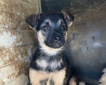 OLLI, Hund, Mischlingshund in Rumänien