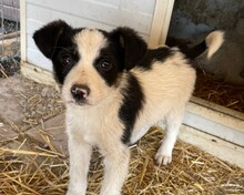 RICO, Hund, Mischlingshund in Rumänien