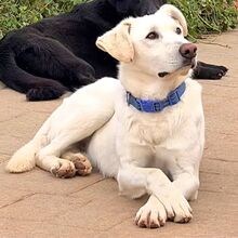 LARS, Hund, Mischlingshund in Spanien