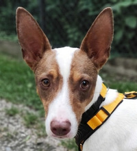 TIMON, Hund, Mischlingshund in Peine