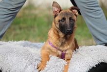 KESSY, Hund, Mischlingshund in Hagen