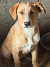 MALTA, Hund, Mischlingshund in Rumänien