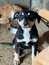 MADEIRA, Hund, Mischlingshund in Rumänien