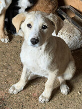 IBIZA, Hund, Mischlingshund in Rumänien