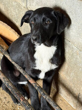 NAXOS, Hund, Mischlingshund in Rumänien