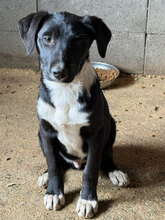 MAUI, Hund, Mischlingshund in Rumänien