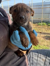 MARKI, Hund, Mischlingshund in Pottenstein