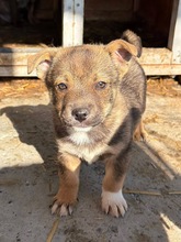 MATZE, Hund, Mischlingshund in Pottenstein