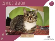 JOY, Katze, Europäisch Kurzhaar in Bulgarien