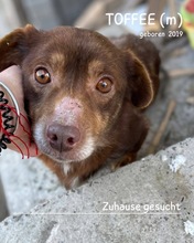 TOFFEE, Hund, Mischlingshund in Rumänien