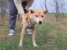 KENAI, Hund, Shiba Inu in Ungarn