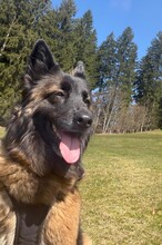 HELLA, Hund, Schäferhund in Oberstaufen