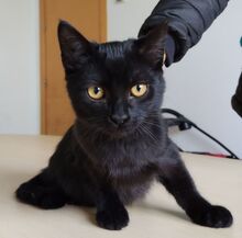 PANTERO, Katze, Europäisch Kurzhaar in Spanien