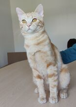 MELCHOR, Katze, Europäisch Kurzhaar in Spanien