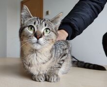 PULGUITA, Katze, Europäisch Kurzhaar in Spanien