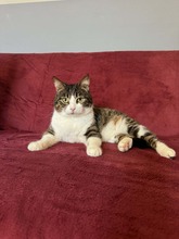 PIA, Katze, Europäisch Kurzhaar in Bernau