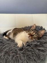 MAGGY, Katze, Europäisch Kurzhaar in Bernau