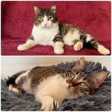 MAGGY, Katze, Europäisch Kurzhaar in Bernau