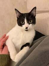 CHUPA, Katze, Europäisch Kurzhaar in Alsbach-Hähnlein