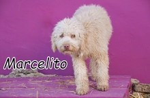 MARCELITO, Hund, Spanischer Wasserhund in Spanien