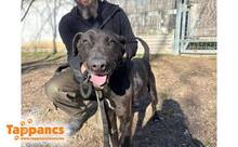 SANYI3, Hund, Mischlingshund in Ungarn