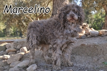 MARCELINO, Hund, Spanischer Wasserhund in Spanien