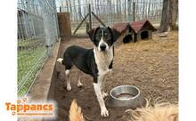 AZUR, Hund, Mischlingshund in Ungarn