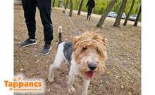 SUSHI2, Hund, Foxterrier in Ungarn