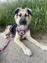 SUKI, Hund, Herdenschutzhund in Erlenbach