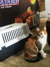 NONA, Katze, Europäisch Kurzhaar-Mix in Wedemark