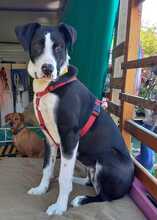MILVA, Hund, Mischlingshund in Algermissen