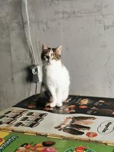 NURIA, Katze, Europäisch Kurzhaar-Mix in Wedemark