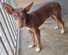 CARLOTA, Hund, Podenco in Spanien