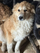 ARUBA, Hund, Mischlingshund in Rumänien