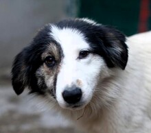 HOLLY, Hund, Mischling in Elmshorn