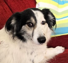 HOLLY, Hund, Mischlingshund in Elmshorn