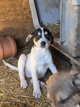 OAK, Hund, Mischlingshund in Rumänien