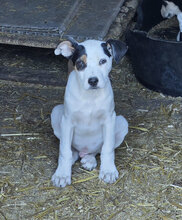 RIVER, Hund, Mischlingshund in Rumänien