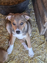 FLINT, Hund, Mischlingshund in Rumänien
