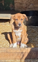 MOSS, Hund, Mischlingshund in Rumänien