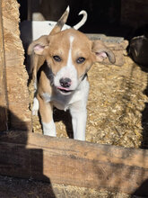 WILLOW, Hund, Mischlingshund in Rumänien