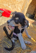 ASH, Hund, Mischlingshund in Rumänien